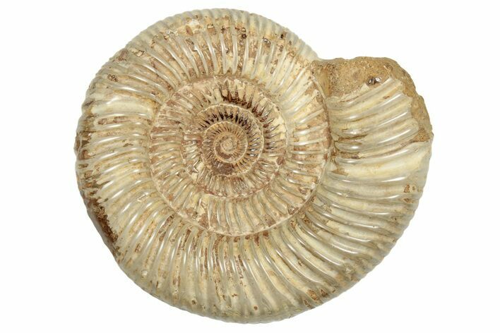 Polished Jurassic Ammonite (Perisphinctes) - Madagascar #217111